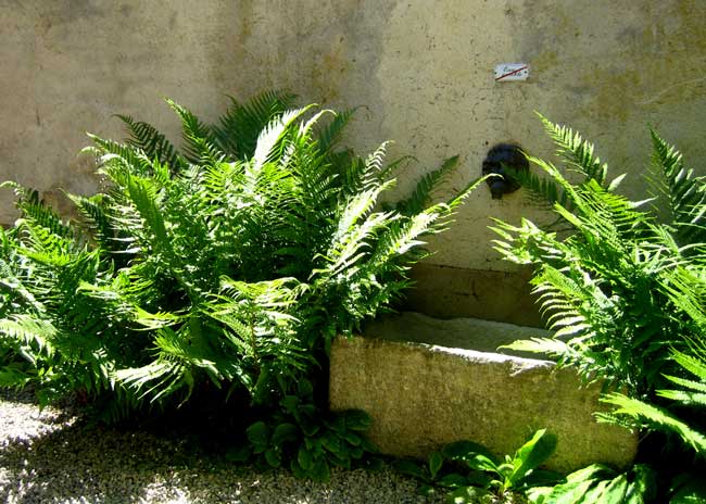 Css Template Preview